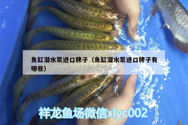 魚缸潛水泵進(jìn)口牌子（魚缸潛水泵進(jìn)口牌子有哪些） 潛水泵 第3張