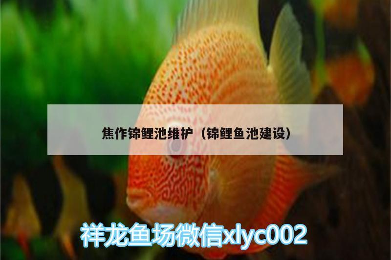 焦作錦鯉池維護（錦鯉魚池建設） 金龍魚糧 第1張