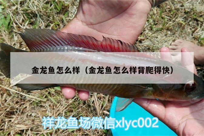 金龍魚怎么樣（金龍魚怎么樣背爬得快） 黑桃A魚 第1張