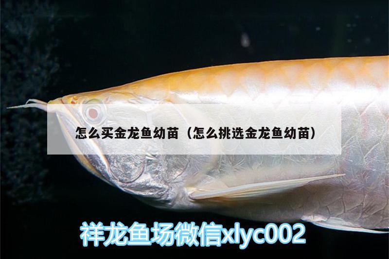 怎么買金龍魚幼苗（怎么挑選金龍魚幼苗）