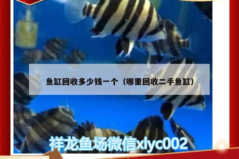 魚缸回收多少錢一個（哪里回收二手魚缸） 慈雕魚 第2張