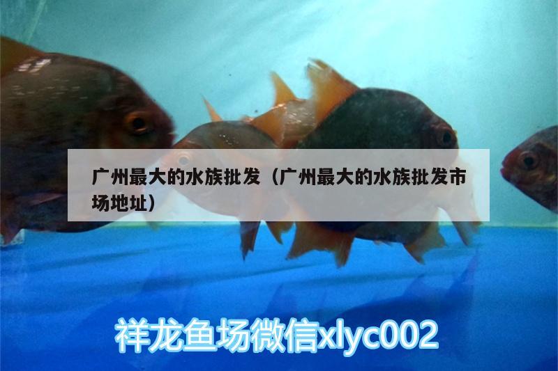 廣州最大的水族批發(fā)（廣州最大的水族批發(fā)市場地址）