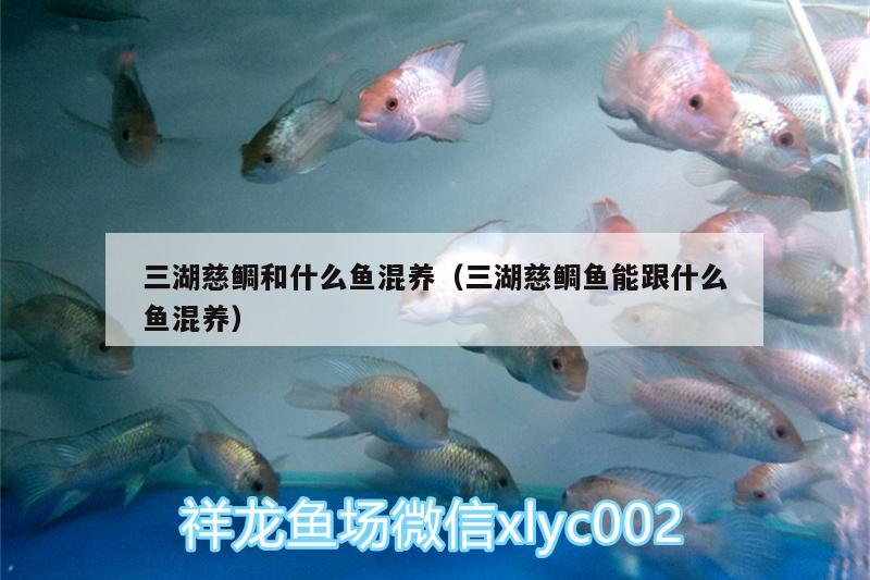 三湖慈鯛和什么魚混養(yǎng)（三湖慈鯛魚能跟什么魚混養(yǎng)） 養(yǎng)魚的好處 第2張