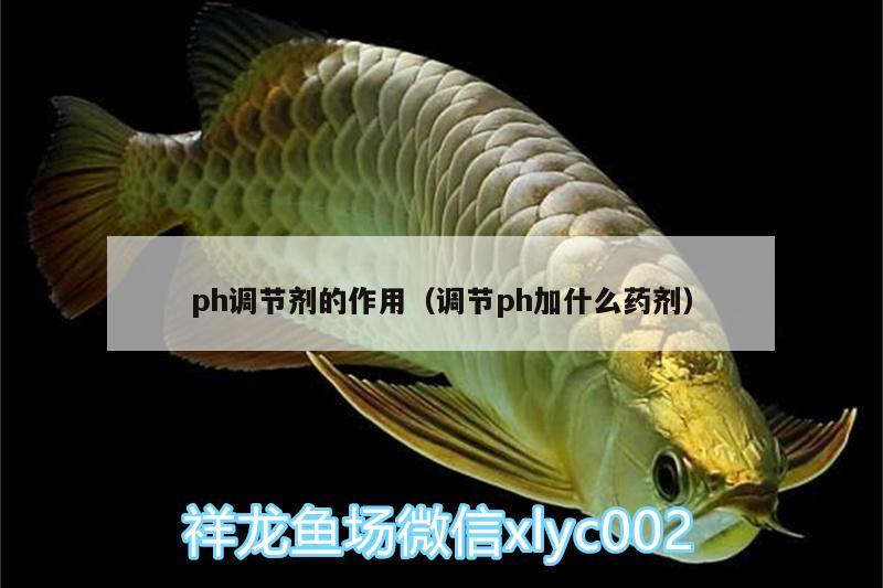 ph調(diào)節(jié)劑的作用（調(diào)節(jié)ph加什么藥劑） 印尼紅龍魚 第2張