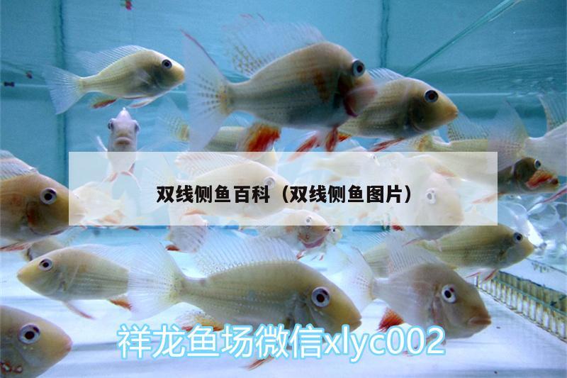 雙線側(cè)魚百科（雙線側(cè)魚圖片）