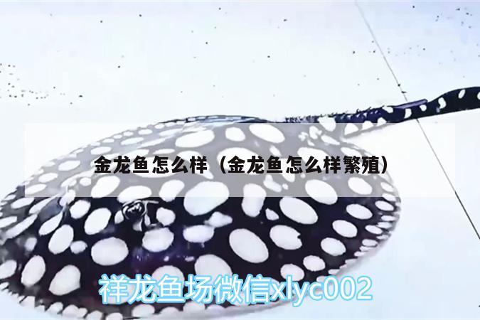 金龍魚怎么樣（金龍魚怎么樣繁殖） 伊巴卡魚