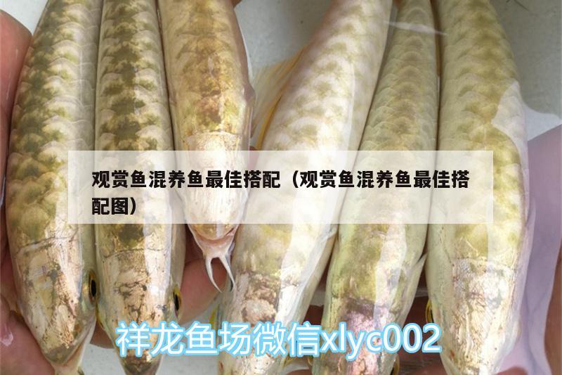 觀賞魚混養(yǎng)魚最佳搭配（觀賞魚混養(yǎng)魚最佳搭配圖） 綠皮皇冠豹魚 第3張