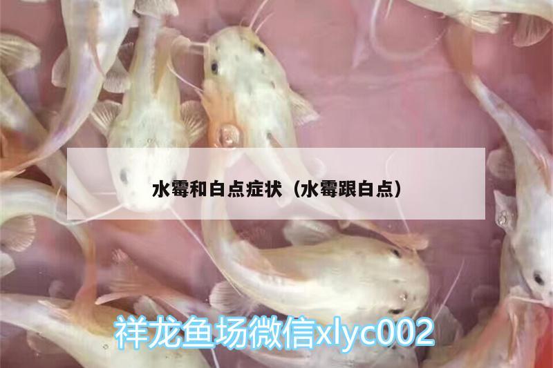 水霉和白點癥狀（水霉跟白點） 祥龍龍魚專用水族燈 第1張