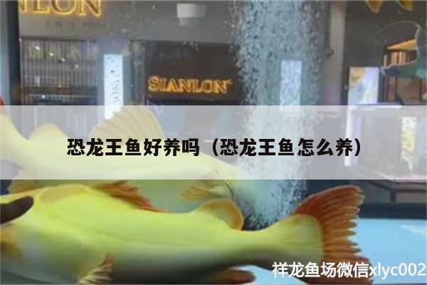 恐龍王魚好養(yǎng)嗎（恐龍王魚怎么養(yǎng)） 恐龍王魚