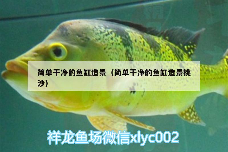 簡單干凈的魚缸造景（簡單干凈的魚缸造景桃沙） 粗線銀版魚 第1張