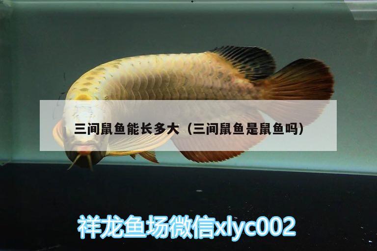 三間鼠魚能長多大（三間鼠魚是鼠魚嗎）