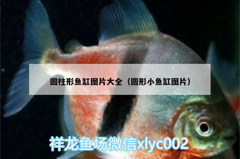 圓柱形魚缸圖片大全（圓形小魚缸圖片） 泰龐海蓮魚