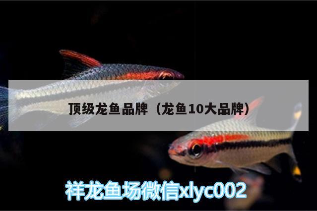 頂級龍魚品牌（龍魚10大品牌）