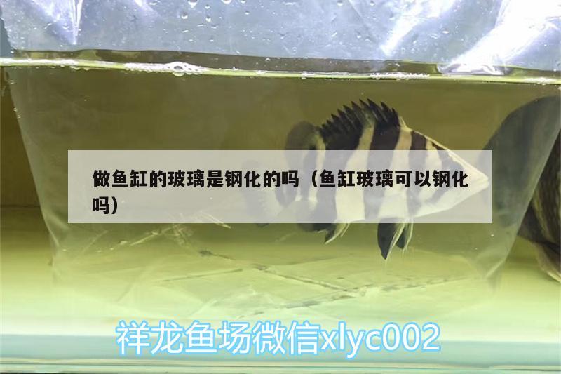 做魚缸的玻璃是鋼化的嗎（魚缸玻璃可以鋼化嗎）