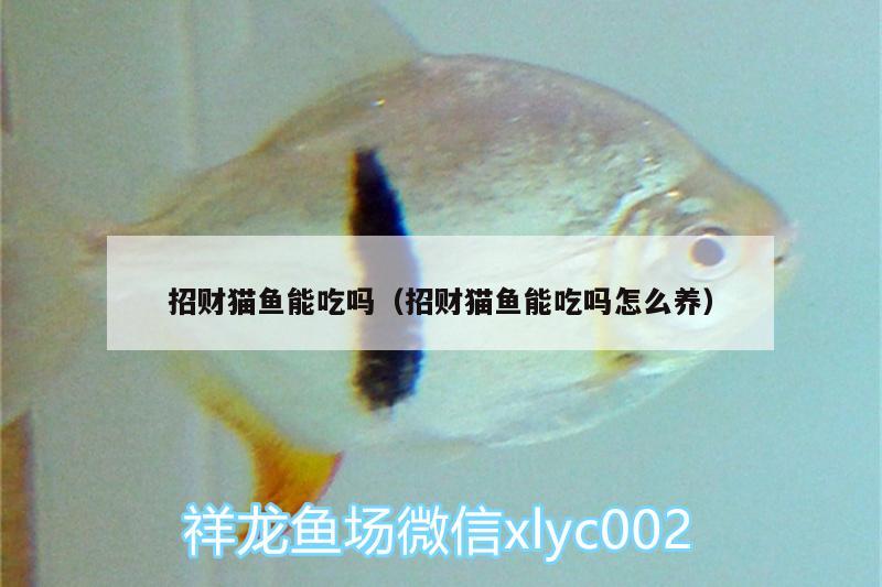 招財(cái)貓魚(yú)能吃嗎（招財(cái)貓魚(yú)能吃嗎怎么養(yǎng)）