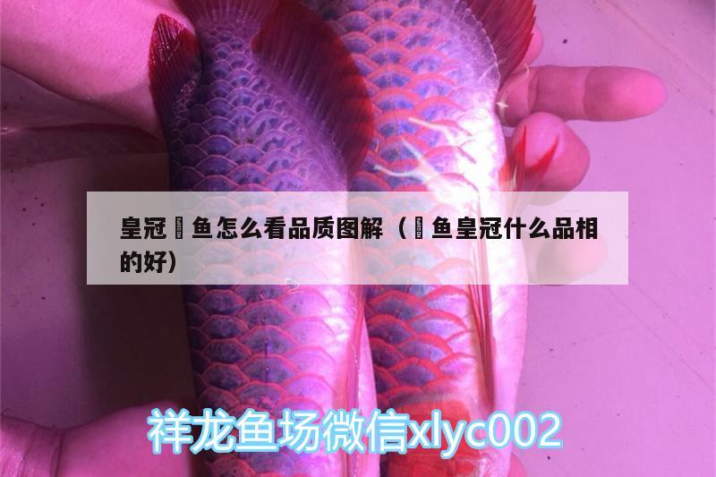 皇冠魟魚怎么看品質(zhì)圖解（魟魚皇冠什么品相的好）