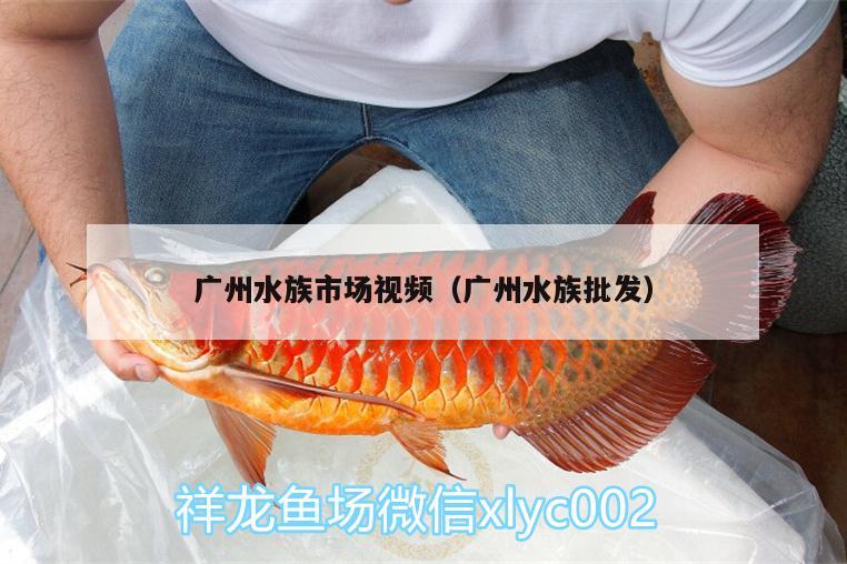 廣州水族市場視頻（廣州水族批發(fā)）