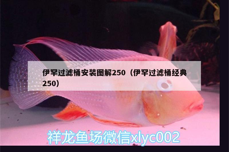 伊罕過濾桶安裝圖解250（伊罕過濾桶經(jīng)典250） 伊罕水族 第1張