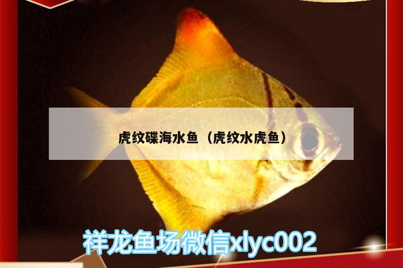 虎紋碟海水魚（虎紋水虎魚） 食人魚（水虎）