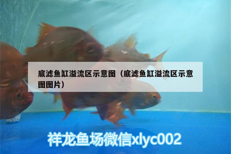 底濾魚(yú)缸溢流區(qū)示意圖（底濾魚(yú)缸溢流區(qū)示意圖圖片）