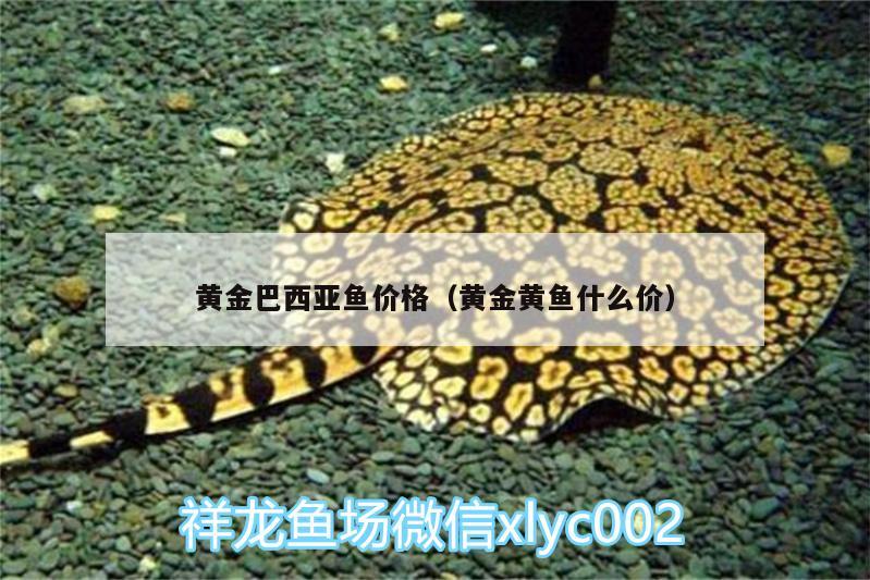 黃金巴西亞魚價格（黃金黃魚什么價） 巴西亞魚 第2張