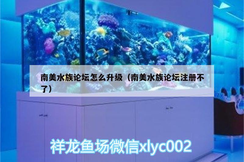 南美水族論壇怎么升級(jí)（南美水族論壇注冊不了） 鸚鵡魚 第1張