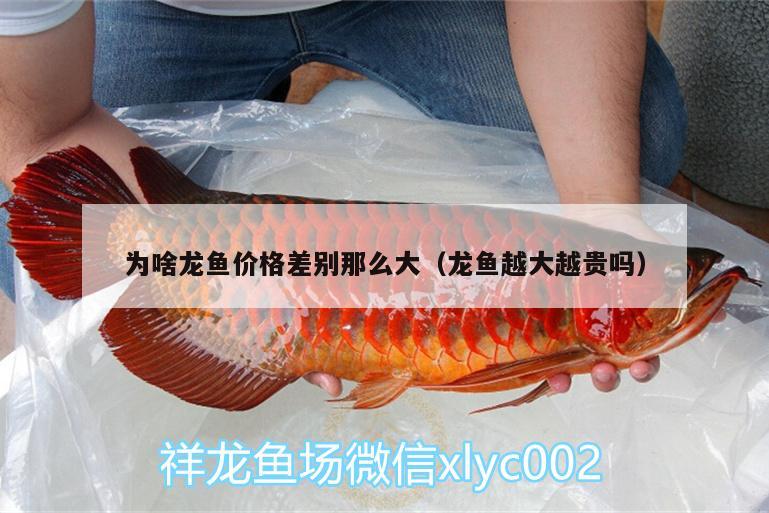 為啥龍魚價(jià)格差別那么大（龍魚越大越貴嗎）