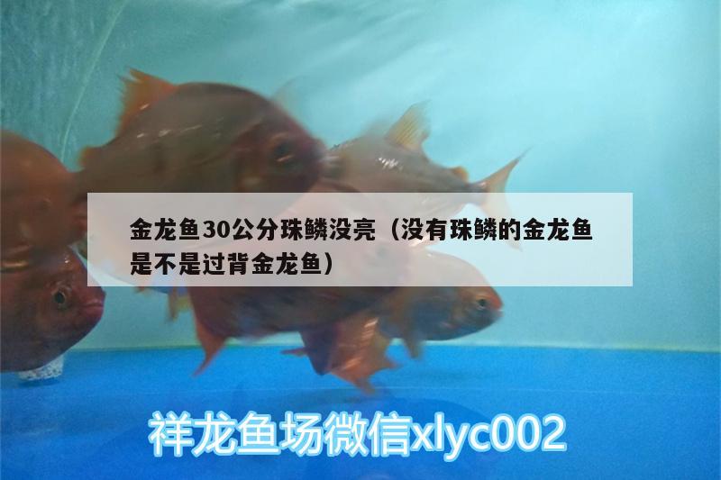 金龍魚30公分珠鱗沒亮（沒有珠鱗的金龍魚是不是過(guò)背金龍魚） 金龍魚百科 第2張