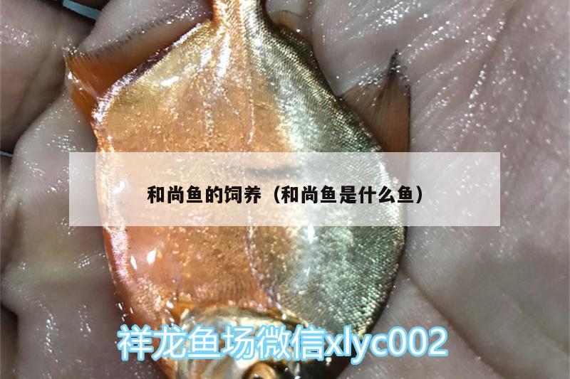 和尚魚的飼養(yǎng)（和尚魚是什么魚） 和尚魚 第2張