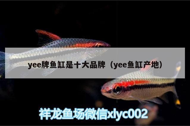 yee牌魚缸是十大品牌（yee魚缸產(chǎn)地）