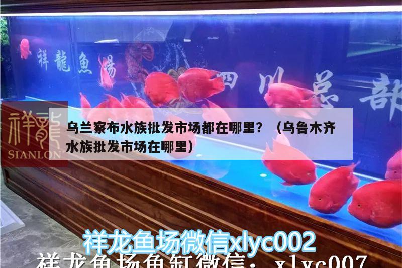 烏蘭察布水族批發(fā)市場(chǎng)都在哪里？（烏魯木齊水族批發(fā)市場(chǎng)在哪里）