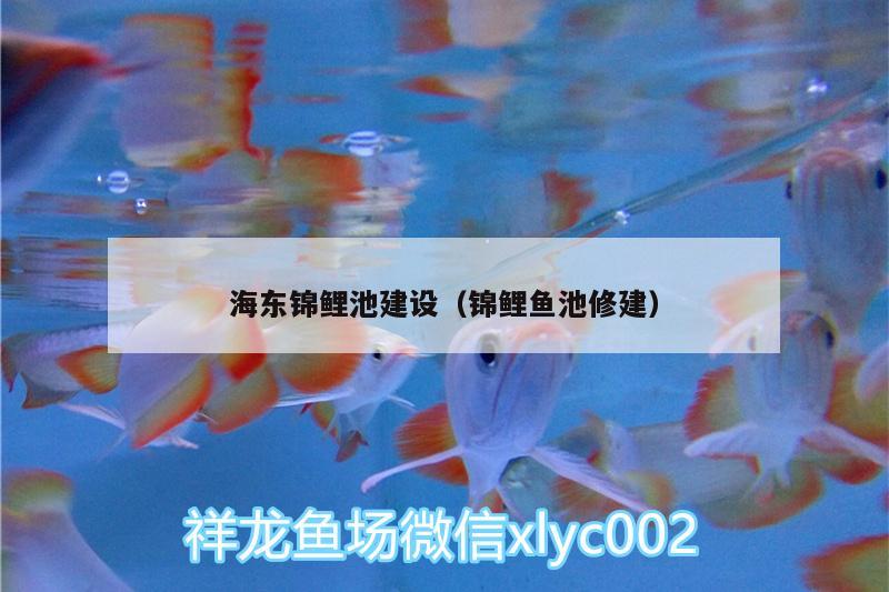 海東錦鯉池建設（錦鯉魚池修建） 大白鯊魚 第1張