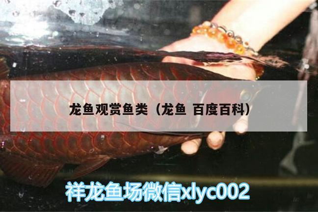 龍魚觀賞魚類（龍魚百度百科） 大嘴鯨魚 第3張