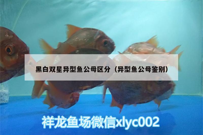 黑白雙星異型魚公母區(qū)分（異型魚公母鑒別）