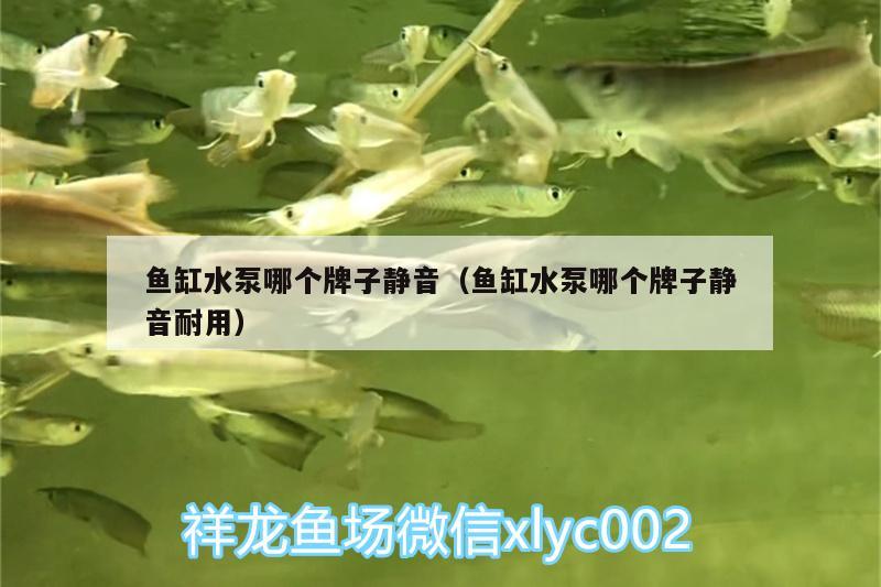 魚缸水泵哪個牌子靜音（魚缸水泵哪個牌子靜音耐用）