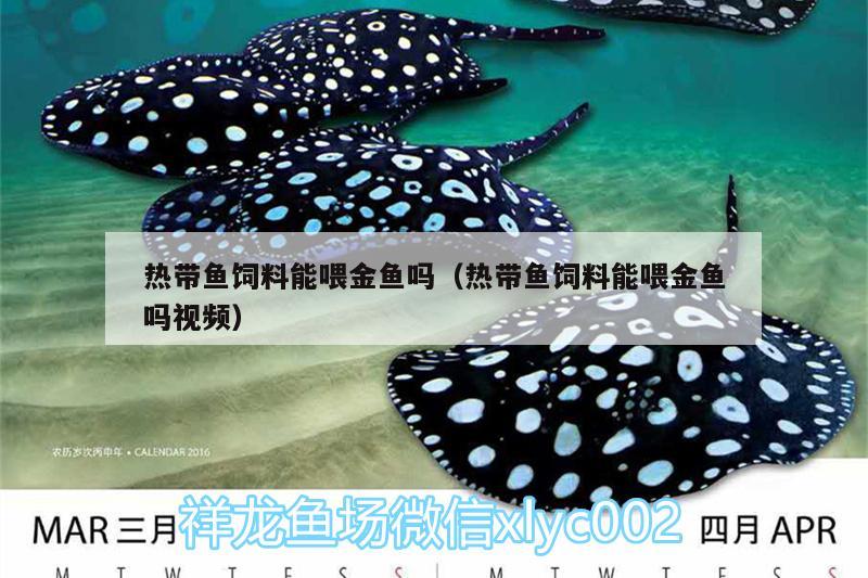 熱帶魚(yú)飼料能喂金魚(yú)嗎（熱帶魚(yú)飼料能喂金魚(yú)嗎視頻） 雙線側(cè)魚(yú) 第2張