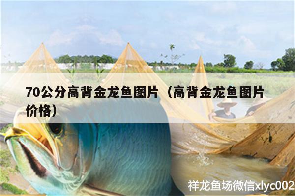 70公分高背金龍魚圖片（高背金龍魚圖片價(jià)格） 高背金龍魚 第1張