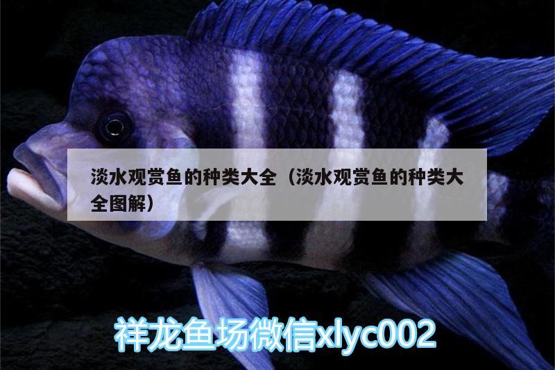 淡水觀賞魚的種類大全（淡水觀賞魚的種類大全圖解）