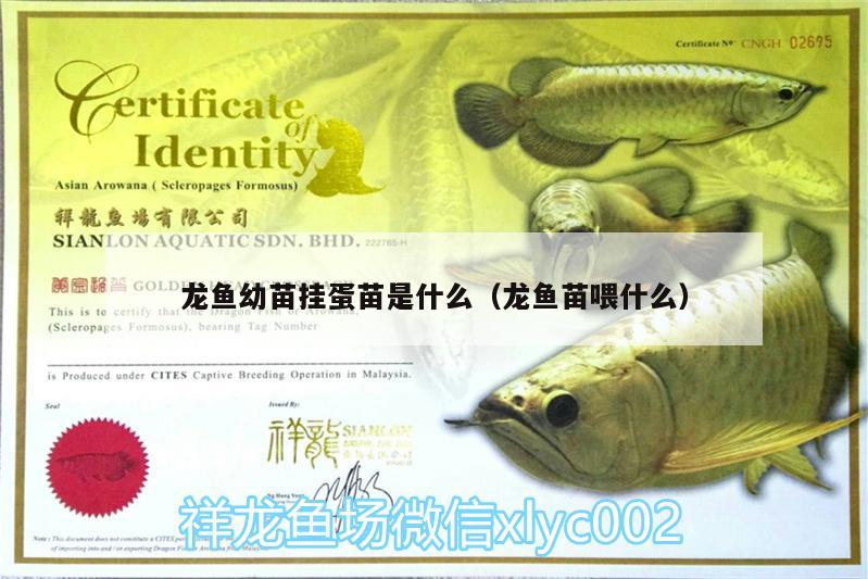 龍魚幼苗掛蛋苗是什么（龍魚苗喂什么） 純血皇冠黑白魟魚 第2張