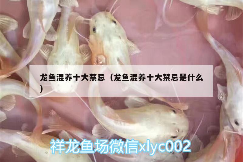 龍魚混養(yǎng)十大禁忌（龍魚混養(yǎng)十大禁忌是什么）