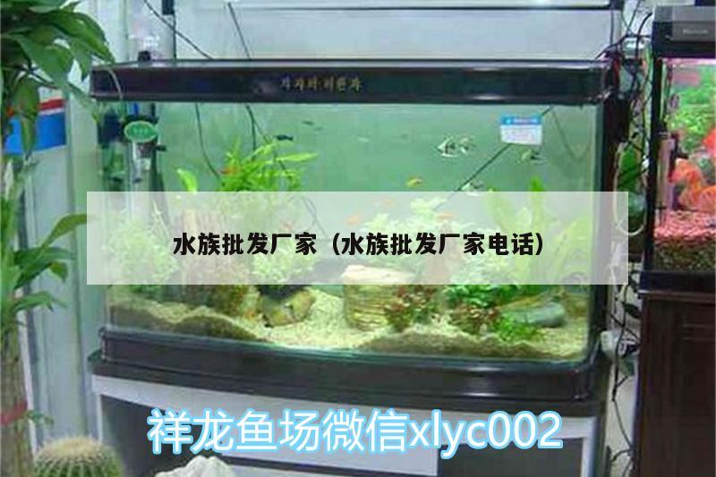 水族批發(fā)廠家（水族批發(fā)廠家電話） 女王大帆魚 第2張