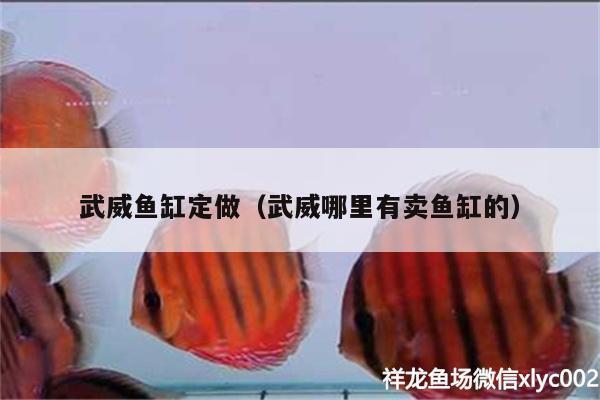 武威魚缸定做（武威哪里有賣魚缸的）