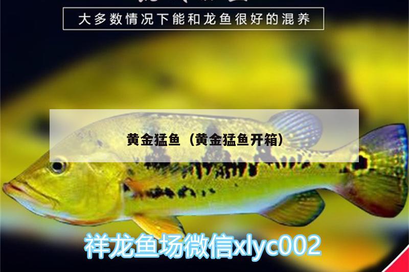 黃金猛魚（黃金猛魚開箱） 噴點(diǎn)菠蘿魚 第2張