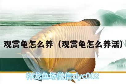 觀賞龜怎么養(yǎng)（觀賞龜怎么養(yǎng)活）