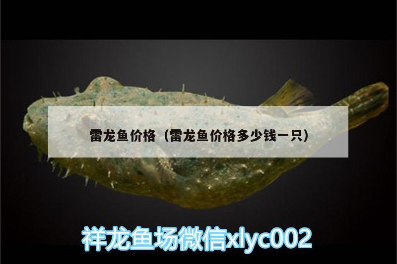 雷龍魚價(jià)格（雷龍魚價(jià)格多少錢一只） 黃金達(dá)摩魚 第2張