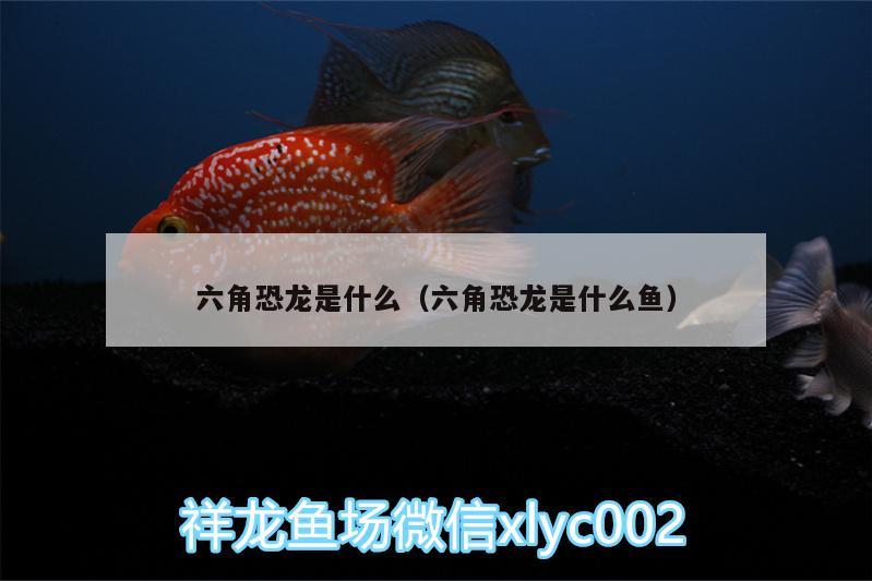 六角恐龍是什么（六角恐龍是什么魚） 斑馬鴨嘴魚苗