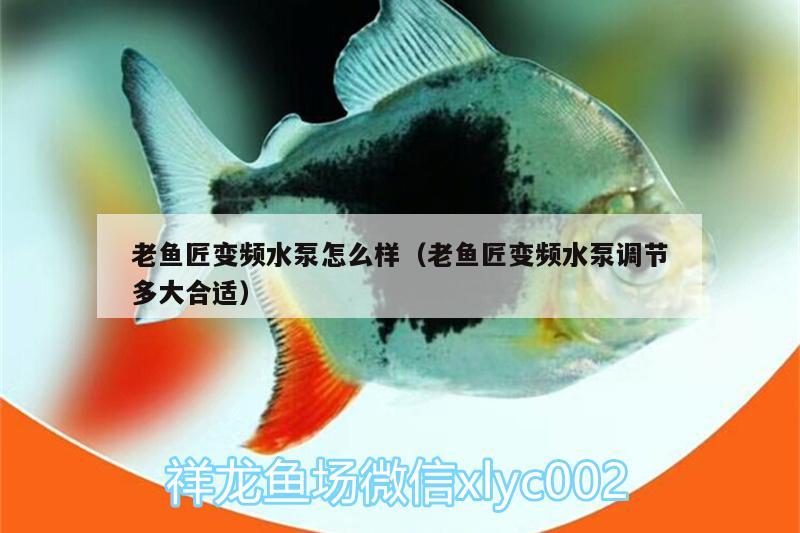 老魚匠變頻水泵怎么樣（老魚匠變頻水泵調(diào)節(jié)多大合適）