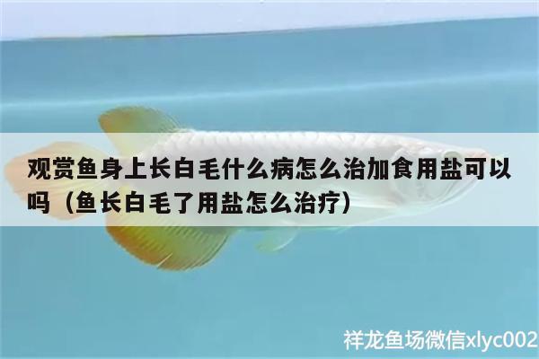 觀賞魚身上長白毛什么病怎么治加食用鹽可以嗎（魚長白毛了用鹽怎么治療） 虎魚百科 第2張