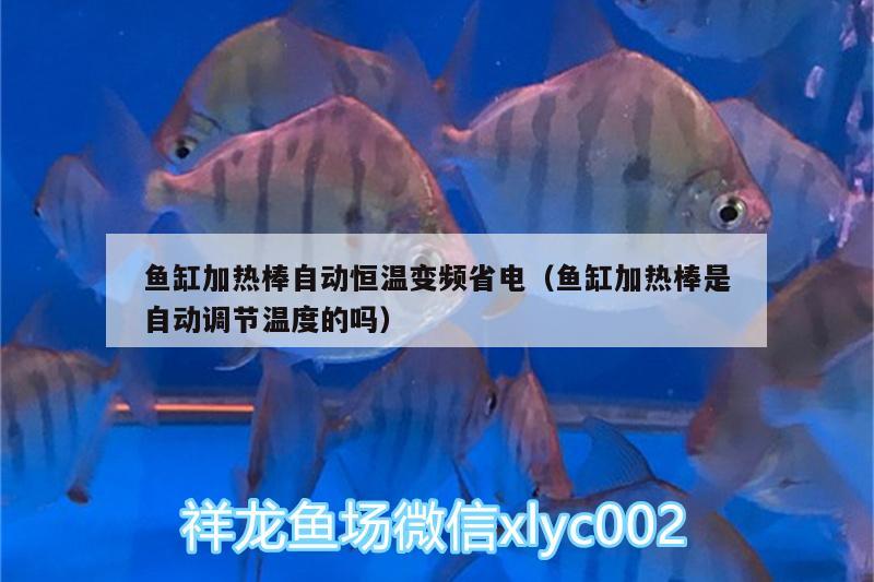 魚缸加熱棒自動恒溫變頻省電（魚缸加熱棒是自動調(diào)節(jié)溫度的嗎）