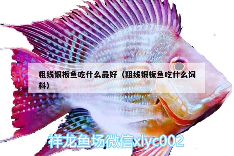 粗線(xiàn)銀板魚(yú)吃什么最好（粗線(xiàn)銀板魚(yú)吃什么飼料）